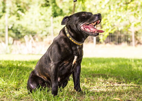 staffy-annarella.jpg