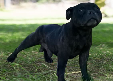 staffy-black-sabbath.jpg
