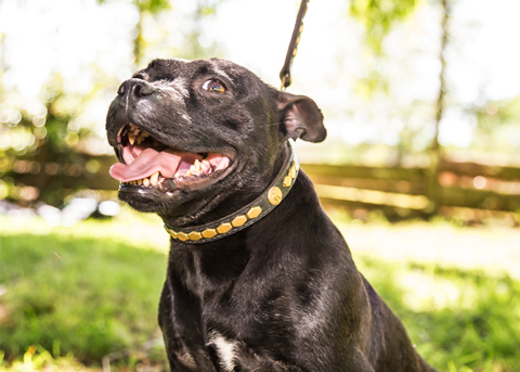 staffy-chatelain-of-spirit-s-staff.jpg