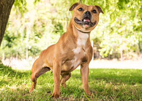 staffy-cherokee.jpg