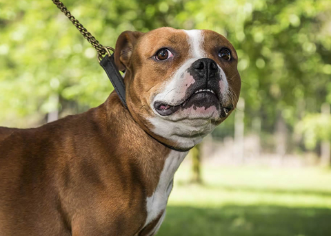 staffy-hela.jpg