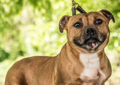 staffy-jamaica-sugar.jpg