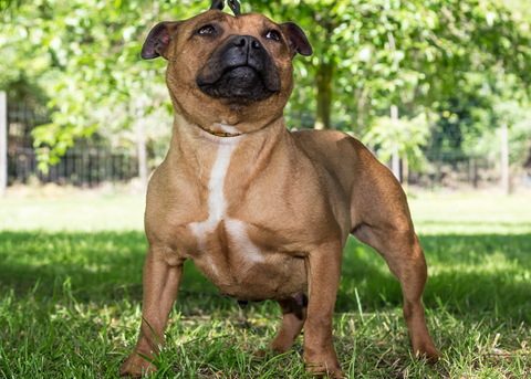 staffy-la-piu-bella-canzone-damore.jpg