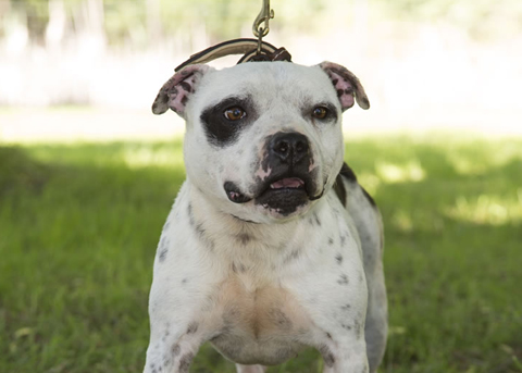 staffy-mr-mahoni.jpg