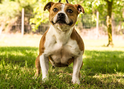 staffy-ola-pepper.jpg
