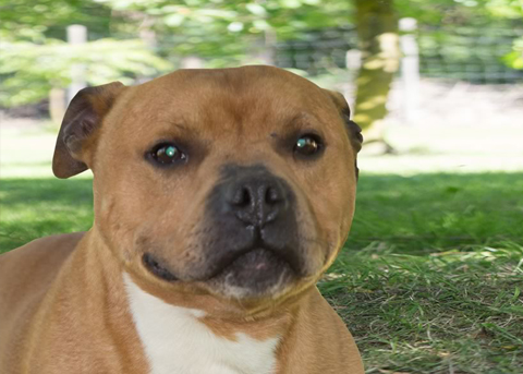 staffy-samhain.jpg